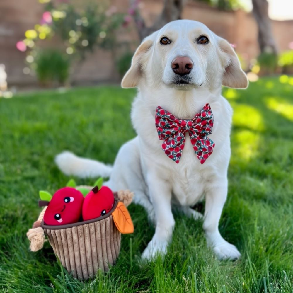 디자인 레이디 보타이