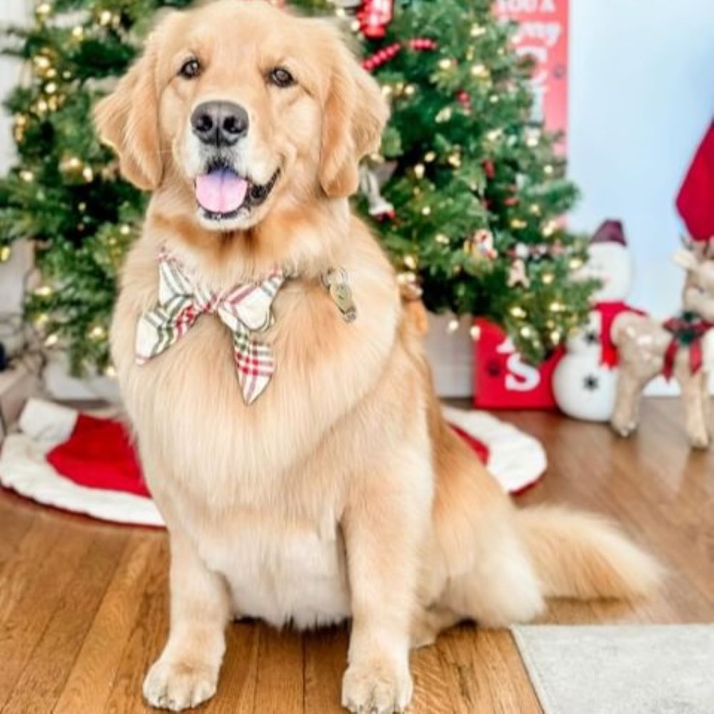 플라넬 레이디 보타이