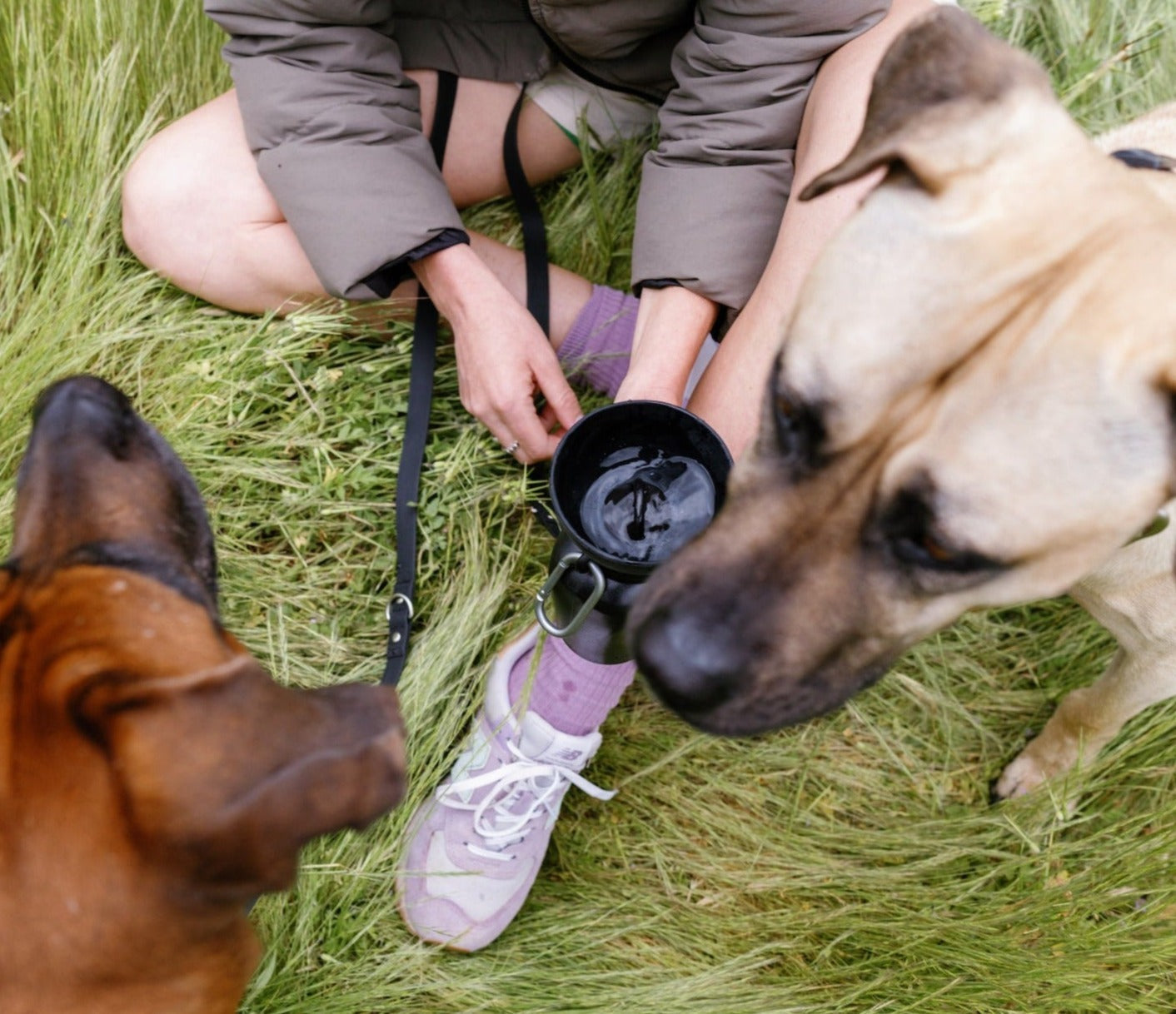 Springer Flip Dog Travel Water Bottle Springer Black