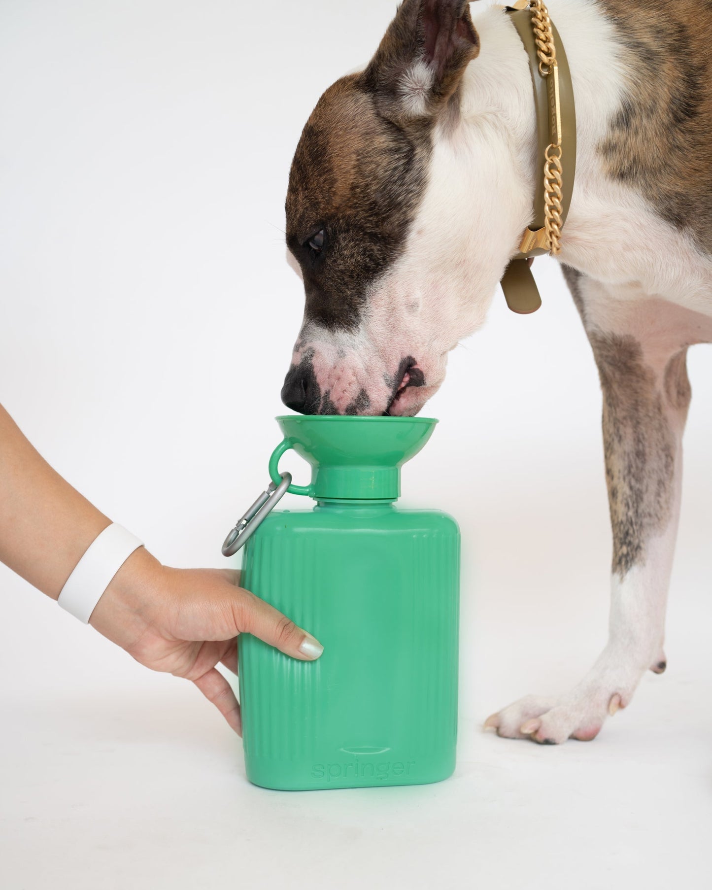 Growler Springer Green
