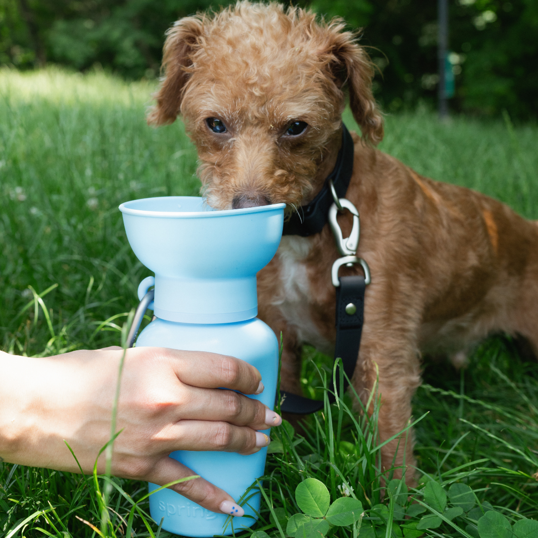 Springer Flip Dog Travel Water Bottle Sky Blue