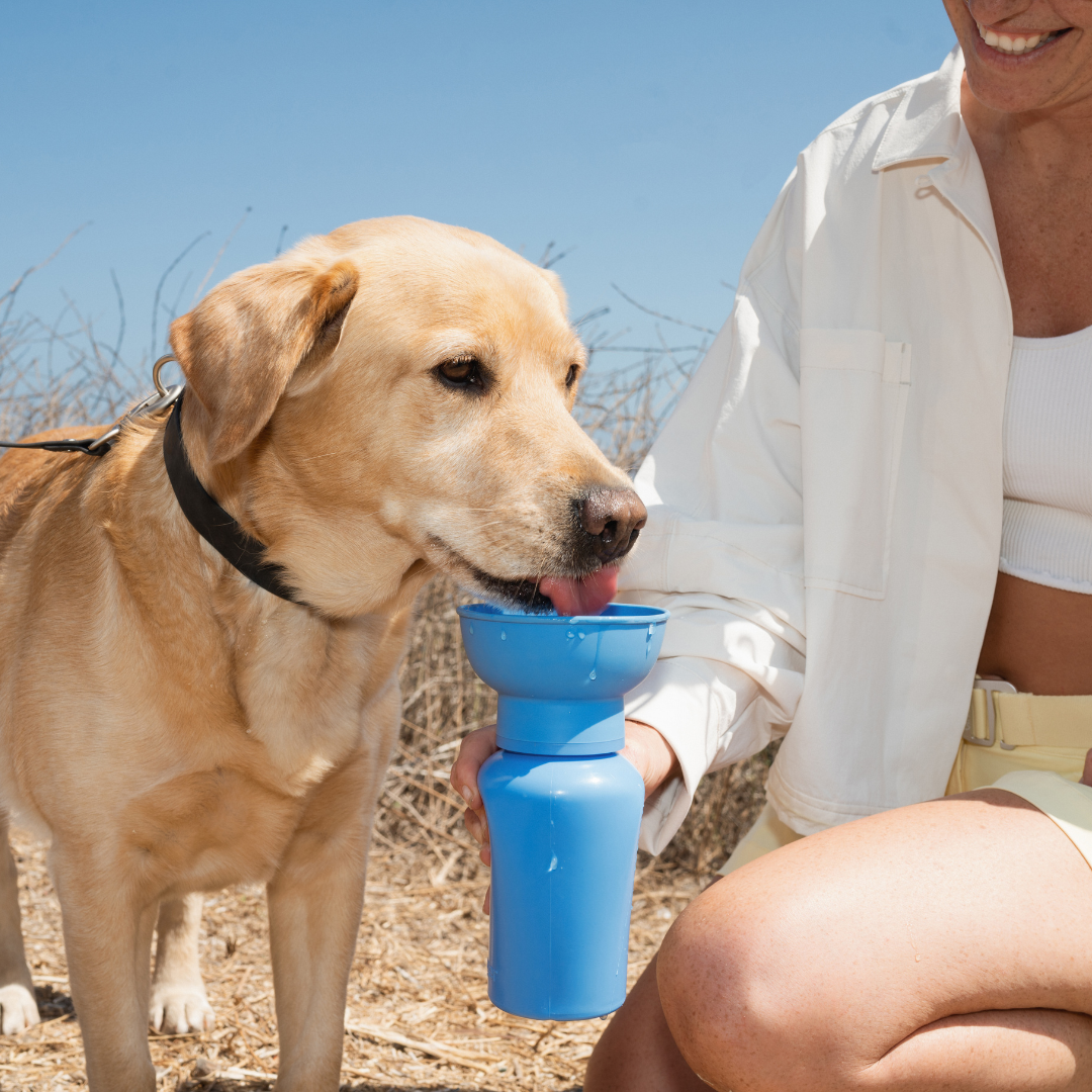 Springer Flip Dog Travel Water Bottle Blueberry